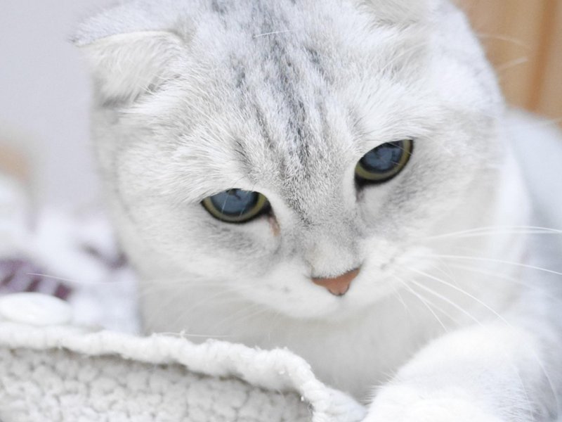 Scottish fold, Silver gradient, Cat image.