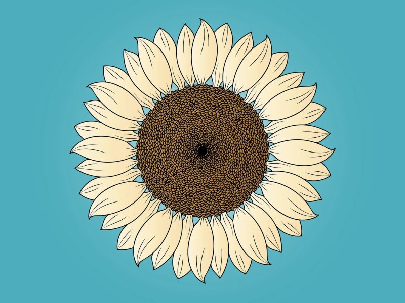 해바라기(Sunflower) 일러스트